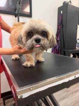 Pauly -  Shih Tzu Dog for Adoption in Brooksville, Florida - Pauly | PetCurious