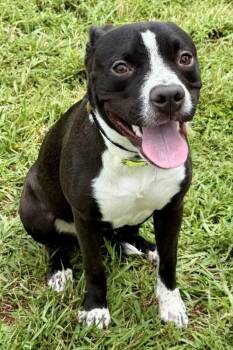 Cookie2 -  Pit Bull Terrier and Mixed Breed Dog for Adoption in Maryville, Tennessee - Cookie2 | PetCurious