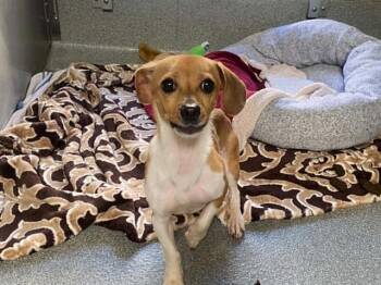BERNIE -  Chihuahua and Beagle Dog for Adoption in Tustin, California - BERNIE | PetCurious