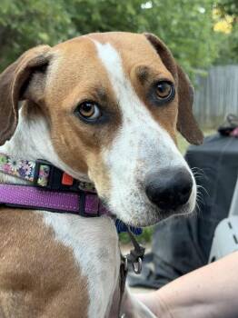 Rescue Coonhound Dogs for Adoption in Columbia, Missouri - Cami | PetCurious