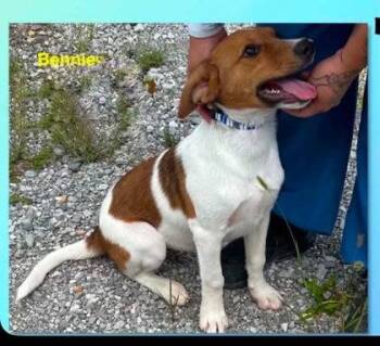 Bennie -  Beagle Dog for Adoption in Newport, Kentucky - Bennie | PetCurious