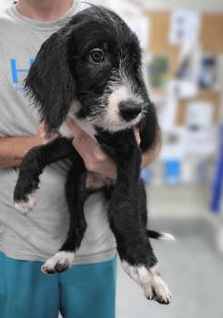 Oreo -  Goldendoodle and Labrador Retriever Dog for Adoption in Huntingtown, Maryland - Oreo | PetCurious