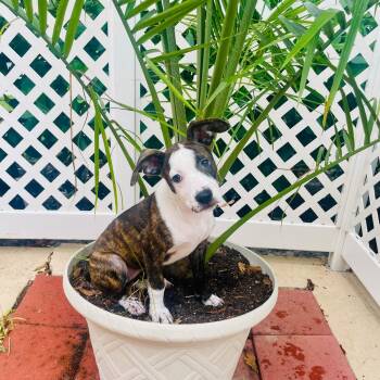 Rescue Staffordshire Bull Terrier and Jack Russell Terrier Dogs for Adoption in Lake Worth Beach, Florida - Salem | PetCurious