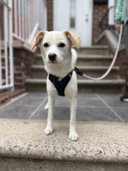 Jindo Dogs Available for Adoption in New York, New York - Pado | PetCurious