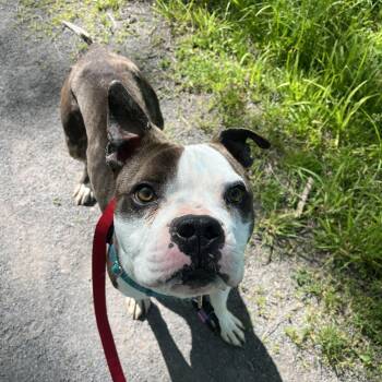 Tater Tot -  Mixed Breed Dog for Adoption in Fairport, New York - Tater Tot | PetCurious