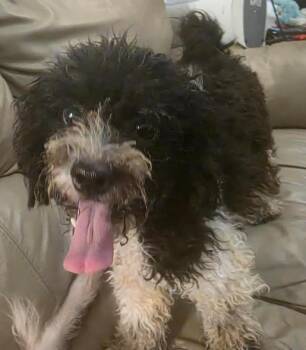 Stella -  Poodle and Miniature Poodle Dog for Adoption in Manvel, Texas - Stella | PetCurious