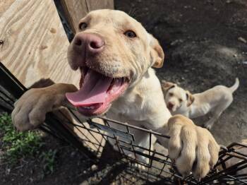 Labrador Retriever and Mountain Cur Dogs Available for Adoption - Beckley Puppies  | PetCurious