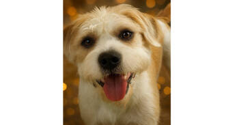 Rescue Terrier Dogs for Adoption in Charlotte, Michigan - Toby | PetCurious