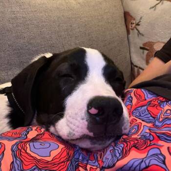 Farm Pup: Moo Moo -  Pit Bull Terrier and Mixed Breed Dog for Adoption in Falls Church, Virginia - Farm Pup: Moo Moo | PetCurious
