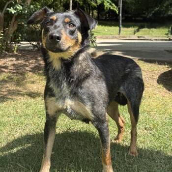 Mixed Breed Dogs Available for Adoption in Brownsboro, Alabama - Rose | PetCurious