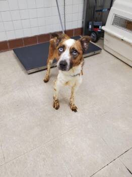ARIEL -  Australian Cattle Dog Blue Heeler and Mixed Breed Dog for Adoption in Loveland, Colorado - ARIEL | PetCurious