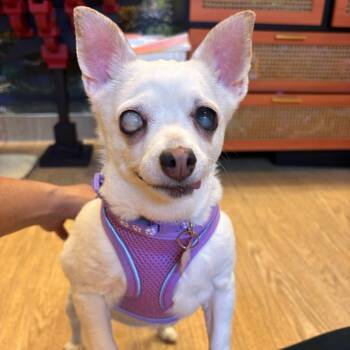 Parade 14110 -  Chihuahua Dog for Adoption in San Francisco, California - Parade 14110 | PetCurious