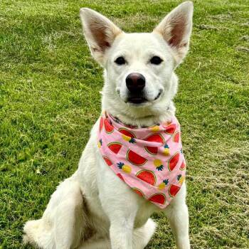 Taiga -  Shepherd and Husky Dog for Adoption in Effingham, Illinois - Taiga | PetCurious