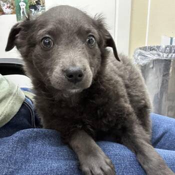 Chihuahua and Terrier Dogs Available for Adoption in Richmond, California - CANELA | PetCurious