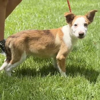 Liam -  Australian Shepherd and Labrador Retriever Dog for Adoption in Locust Fork, Alabama - Liam | PetCurious