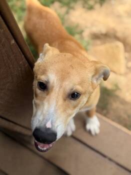 Ralph -  Husky and Mixed Breed Dog for Adoption in Burnsville, North Carolina - Ralph | PetCurious