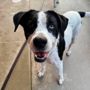 Mara -  Border Collie and Australian Shepherd Dog for Adoption in Monticello, Iowa - Mara | PetCurious