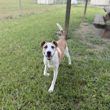 Gusto -  Terrier Dog for Adoption in Carencro, Louisiana - Gusto | PetCurious
