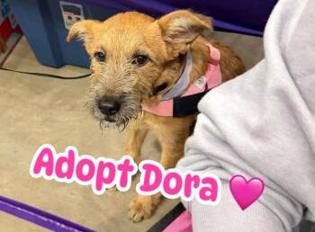 Dory -  Mixed Breed Dog for Adoption in Temple, Texas - Dory | PetCurious