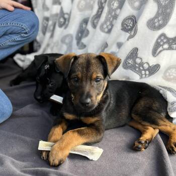 Rescue German Shepherd Dog and Mixed Breed Dogs for Adoption in Buford, Georgia - Opal - Sweet Baby Girl, Sister Of Cobalt! | PetCurious