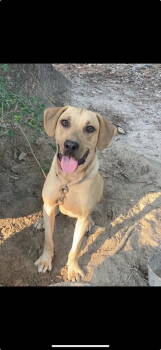 Rescue Black Mouth Cur Dogs for Adoption in Silsbee, Texas - Axel | PetCurious