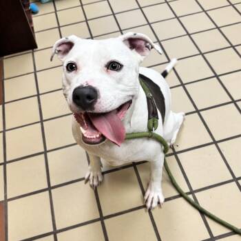 Willow -  American Staffordshire Terrier Dog for Adoption in White Cloud, Michigan - Willow | PetCurious