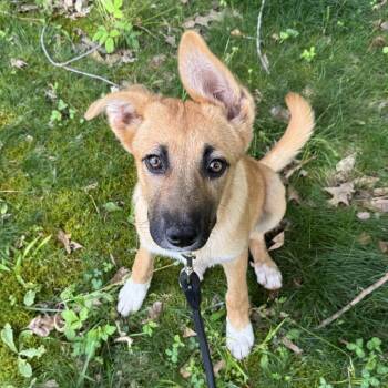 Mixed Breed Dogs Available for Adoption in Brownsboro, Alabama - Suki | PetCurious