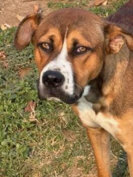 Rescue Mixed Breed Dogs for Adoption in Tunica, Mississippi - Sammy | PetCurious