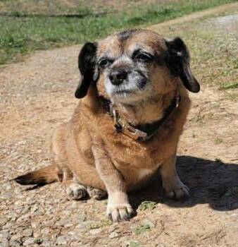 Pug and Dachshund Dogs Available for Adoption - Daisy | PetCurious