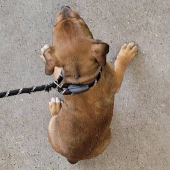 Ravioli -  Mixed Breed Dog for Adoption in Las Cruces, New Mexico - Ravioli | PetCurious