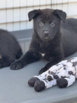 Labrador Retriever Dogs Available for Adoption in San Diego, California - Rosie