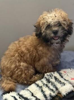 Tia -  Maltese and Poodle Dog for Adoption in Oak Creek, Wisconsin - Tia | PetCurious