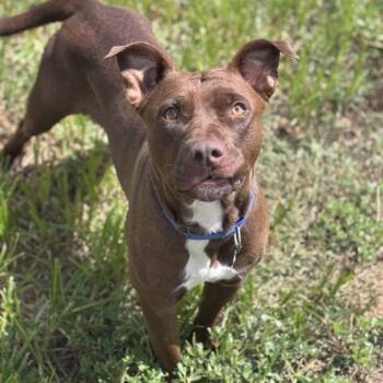 Rescue Pit Bull Terrier Dogs for Adoption in West Des Moines, Iowa - Cinnamon | PetCurious