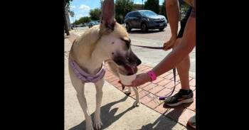 Luna Lu (CP) -  German Shepherd Dog Dog for Adoption in Dallas, Texas - Luna Lu (CP) | PetCurious