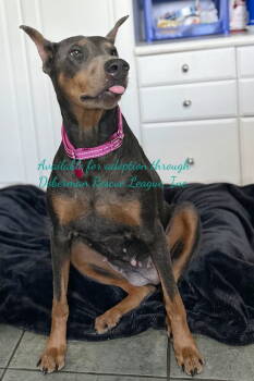 Rescue Doberman Pinscher Dogs for Adoption in Oakland Park, Florida - Nellie 3422 | PetCurious