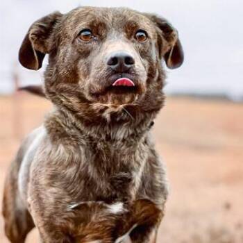 Chestnut -  Basset Hound and Dutch Shepherd Dog for Adoption in Golden, Colorado - Chestnut | PetCurious