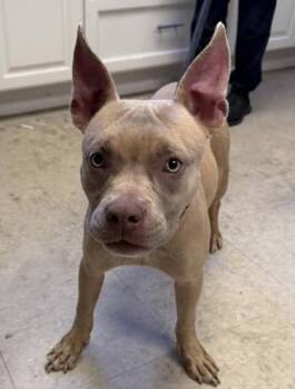 Mixed Breed Dogs Available for Adoption - Little Bear | PetCurious