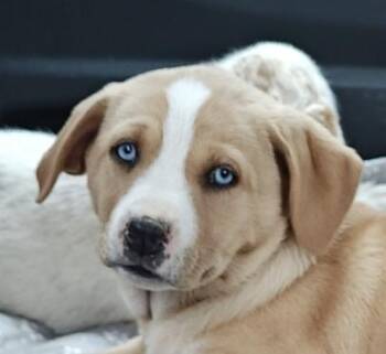 Yellow Labrador Retriever and Husky Dogs Available for Adoption - Breezy Olympians | PetCurious