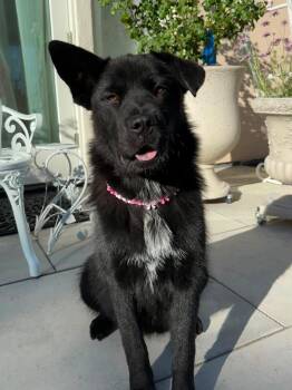 Melody -  German Shepherd Dog and Chow Chow Dog for Adoption in Los Gatos, California - Melody | PetCurious