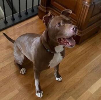 Pit Bull Terrier Dogs Available for Adoption in Roswell, Georgia - Lucky Mars | PetCurious