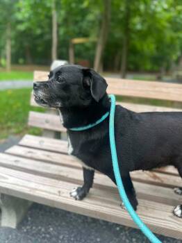 Patricia -  Mixed Breed Dog for Adoption in Myerstown, Pennsylvania - Patricia | PetCurious