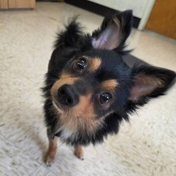 Chatters -  Pomeranian Dog for Adoption in Breese, Illinois - Chatters | PetCurious