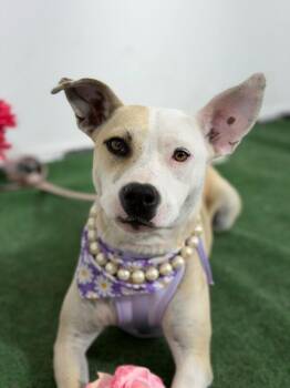 Rebecca-One of our Amazing Rescue Dogs -  Carolina Dog and Whippet Dog for Adoption in Carlsbad, California - Rebecca-One Of Our Amazing Rescue Dogs | PetCurious
