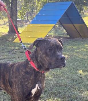 Rescue Mixed Breed Dogs for Adoption in Fairfield, New Jersey - Lincoln | PetCurious