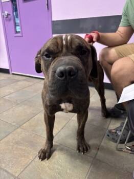 Rescue Presa Canario and Shar Pei Dogs for Adoption in El Paso, Texas - Arugas | PetCurious