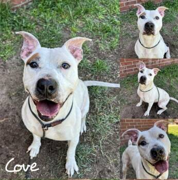 Rescue American Staffordshire Terrier and Pit Bull Terrier Dogs for Adoption in Fairhope, Alabama - Cove | PetCurious