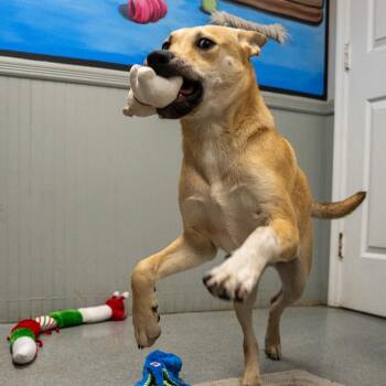 Louis -  Labrador Retriever and Shepherd Dog for Adoption in Pawling, New York - Louis | PetCurious