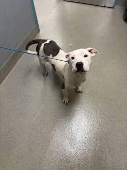 Pit Bull Terrier Dogs Available for Adoption in Las Vegas, Nevada - CHRISSY SNOW | PetCurious