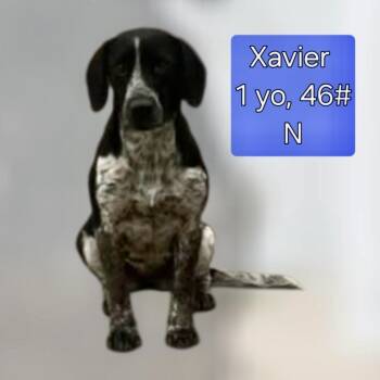 Rescue German Shorthaired Pointer and Coonhound Dogs for Adoption in Tulsa, Oklahoma - Xavier | PetCurious