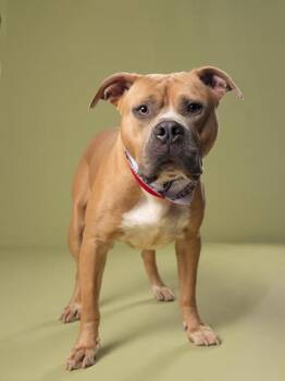 Thor -  Mixed Breed Dog for Adoption in Atlanta, Georgia - Thor | PetCurious